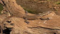 Monitor lizard - Malilangwe wildlife reserve