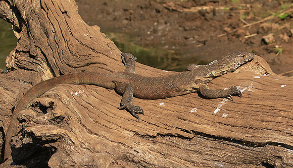 Monitor lizard - Malilangwe wildlife reserve