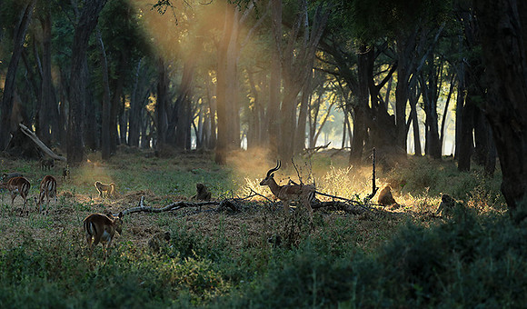 Lower Zambezi NP