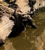 Monitor lizard - Malilangwe wildlife reserve