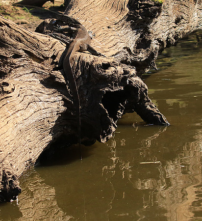 Monitor lizard - Malilangwe wildlife reserve