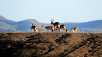 Lower Zambezi NP