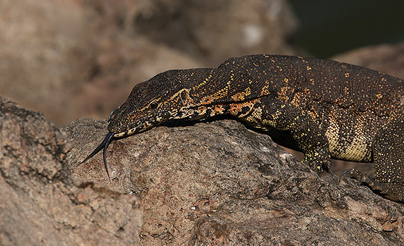 Monitor lizard - Hwange NP