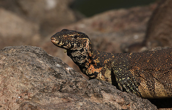 Monitor lizard - Hwange NP