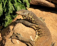 Monitor lizard - Malilangwe wildlife reserve