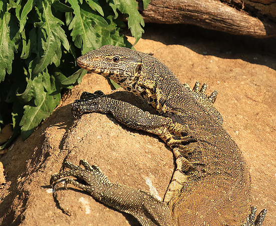 Monitor lizard - Malilangwe wildlife reserve