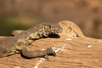 Monitor lizard - Malilangwe wildlife reserve