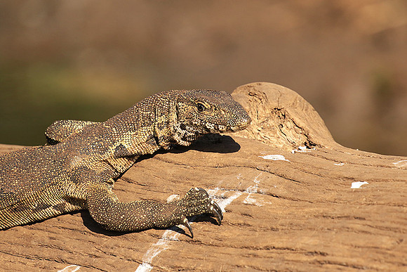 Monitor lizard - Malilangwe wildlife reserve