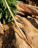 Monitor lizard - Malilangwe wildlife reserve