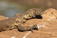 Monitor lizard - Malilangwe wildlife reserve