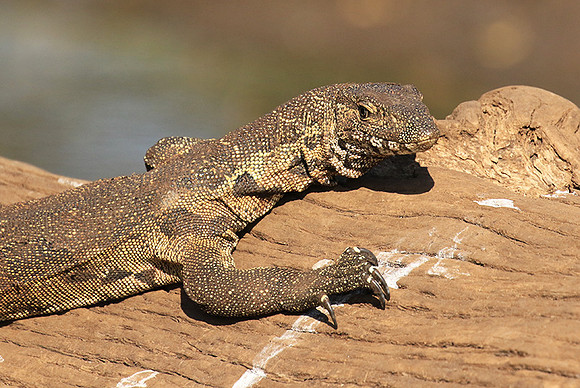 Monitor lizard - Malilangwe wildlife reserve