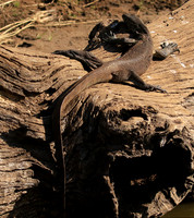 Monitor lizard - Malilangwe wildlife reserve