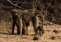 Matetsi private game reserve