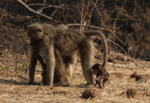 Matetsi private game reserve