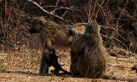 Matetsi private game reserve