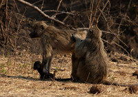 Matetsi private game reserve