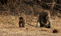 Matetsi private game reserve