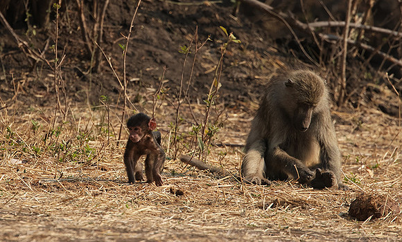 Matetsi private game reserve