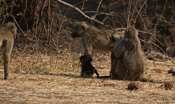 Matetsi private game reserve