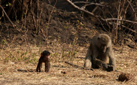 Matetsi private game reserve