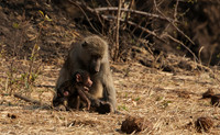 Matetsi private game reserve