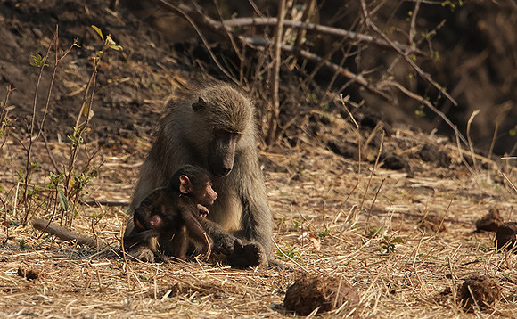 Matetsi private game reserve