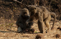 Matetsi private game reserve