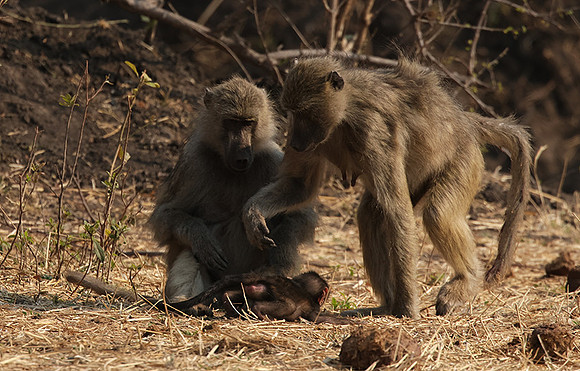 Matetsi private game reserve