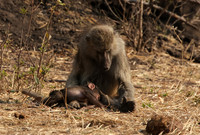Matetsi private game reserve