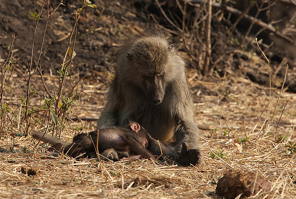Matetsi private game reserve