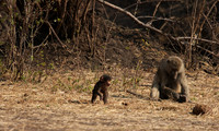 Matetsi private game reserve