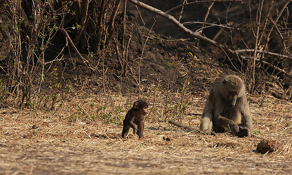 Matetsi private game reserve