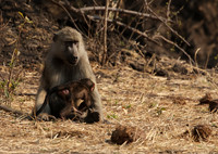 Matetsi private game reserve