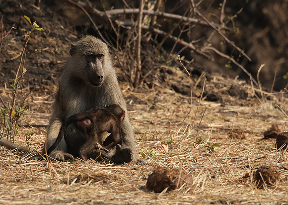 Matetsi private game reserve