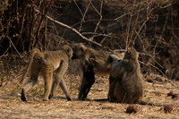 Matetsi private game reserve