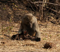 Matetsi private game reserve