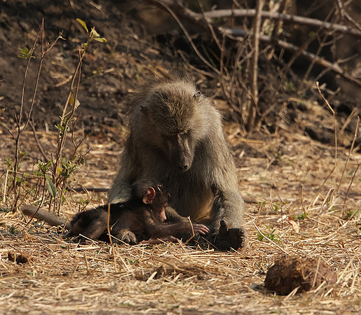 Matetsi private game reserve
