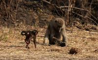 Matetsi private game reserve