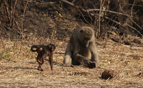 Matetsi private game reserve