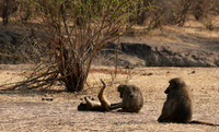 Matetsi private game reserve
