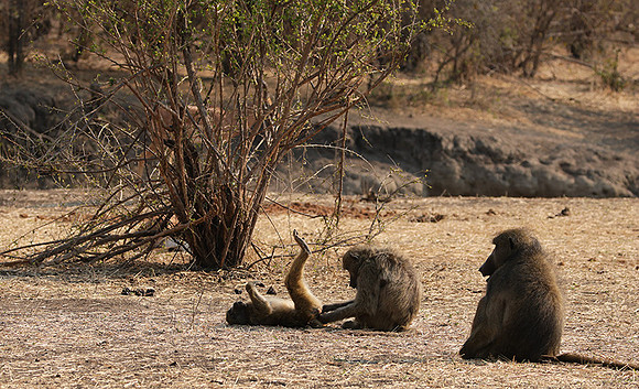 Matetsi private game reserve