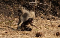 Matetsi private game reserve