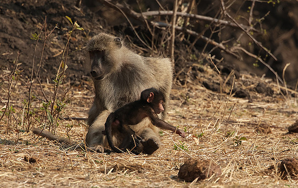 Matetsi private game reserve