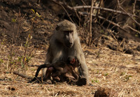 Matetsi private game reserve