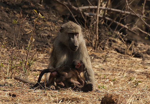 Matetsi private game reserve