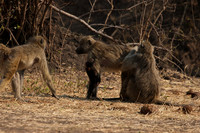 Matetsi private game reserve