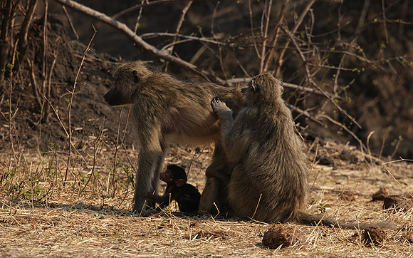 Matetsi private game reserve