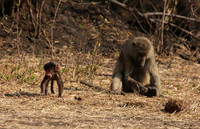 Matetsi private game reserve