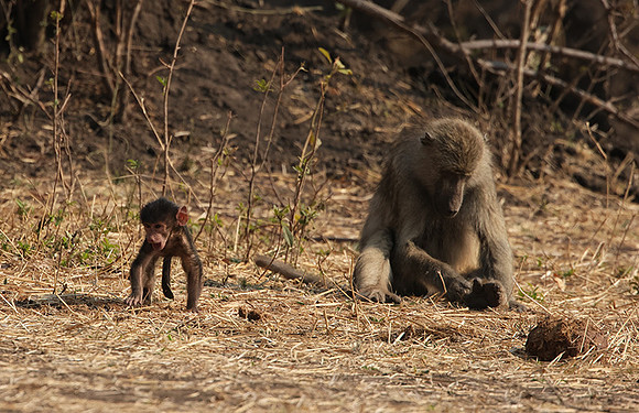 Matetsi private game reserve