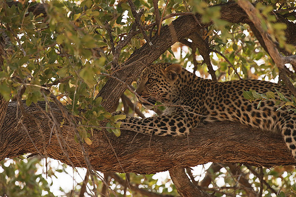Hwange NP